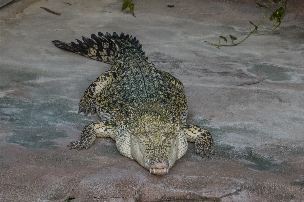 Animal wildlife zoo portrait Photo