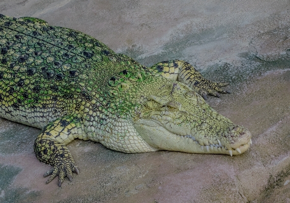 Animal wildlife zoo portrait Photo