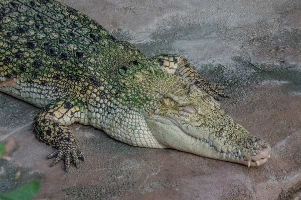 Animal wildlife zoo portrait Photo