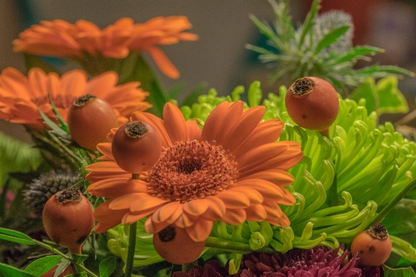 植物 花 装飾 植物学
 写真