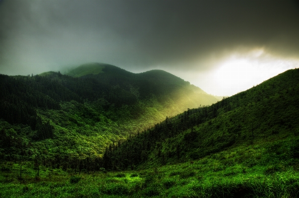 Landscape tree nature forest Photo