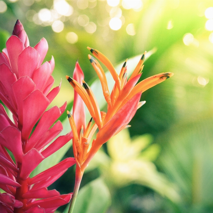 Natur blüte licht anlage