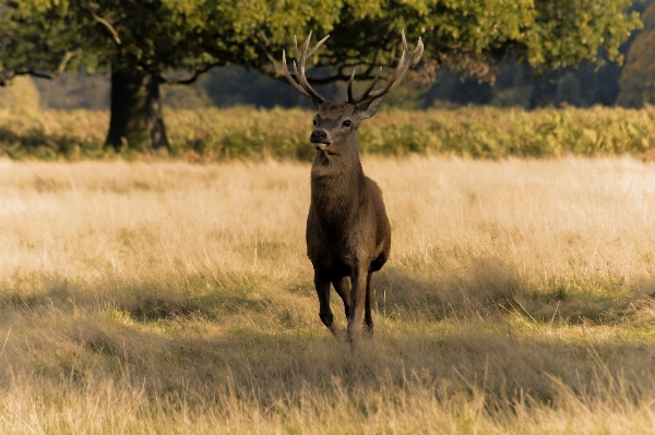 Nature silhouette meadow prairie Photo