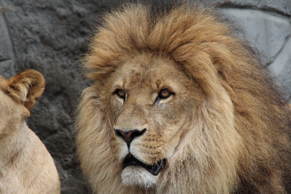 Margasatwa kebun binatang kucing afrika