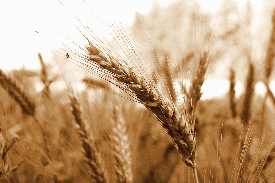 Plant field barley wheat