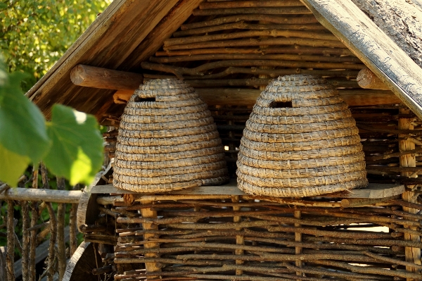 Foto Legna insetto agricoltura invertebrato