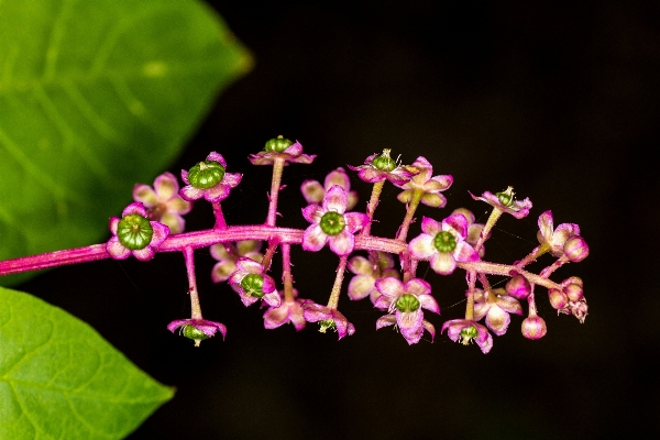 Nature branch blossom plant Photo