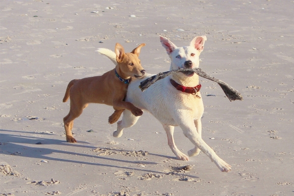 Beach play dog mammal Photo