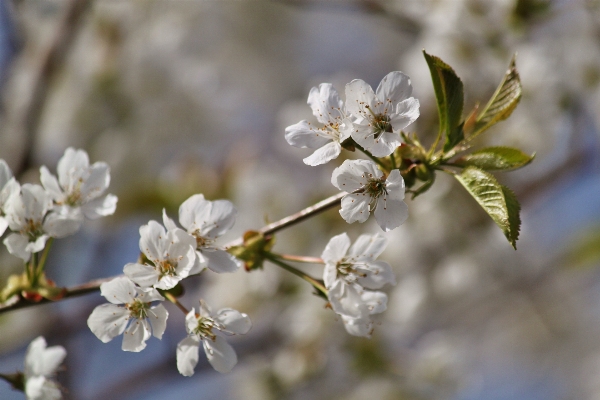 Tree branch blossom plant Photo