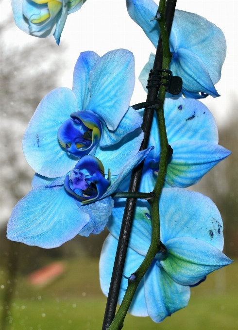 Natur blüte anlage blume