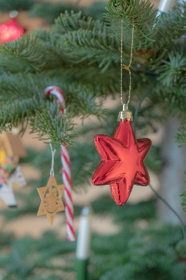 Tree branch plant star Photo