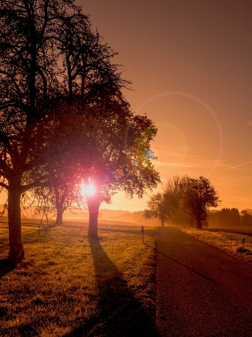 Landscape tree horizon light