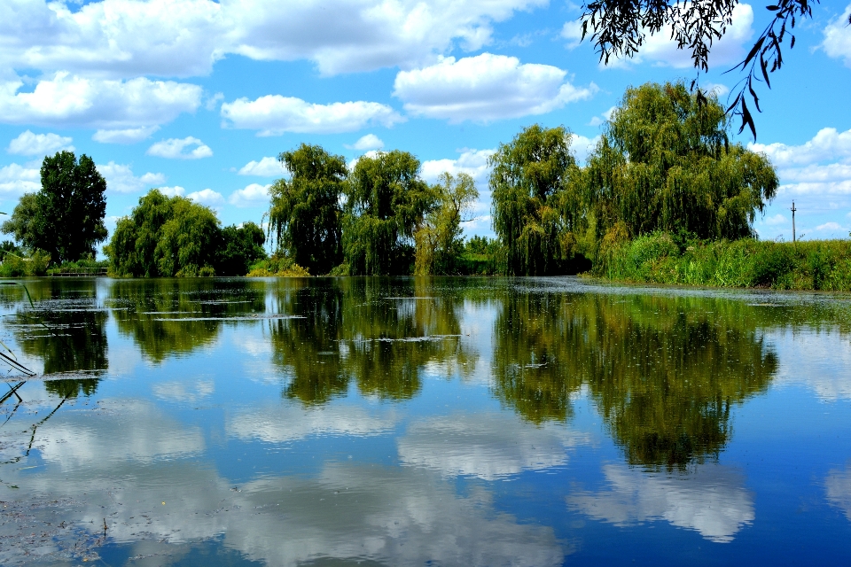 Paisaje árbol agua naturaleza