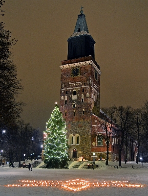 Tree snow winter night Photo