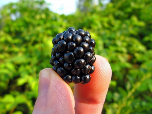 Nature outdoor plant fruit Photo