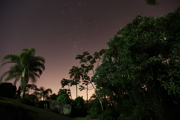 Foto árbol naturaleza luz cielo