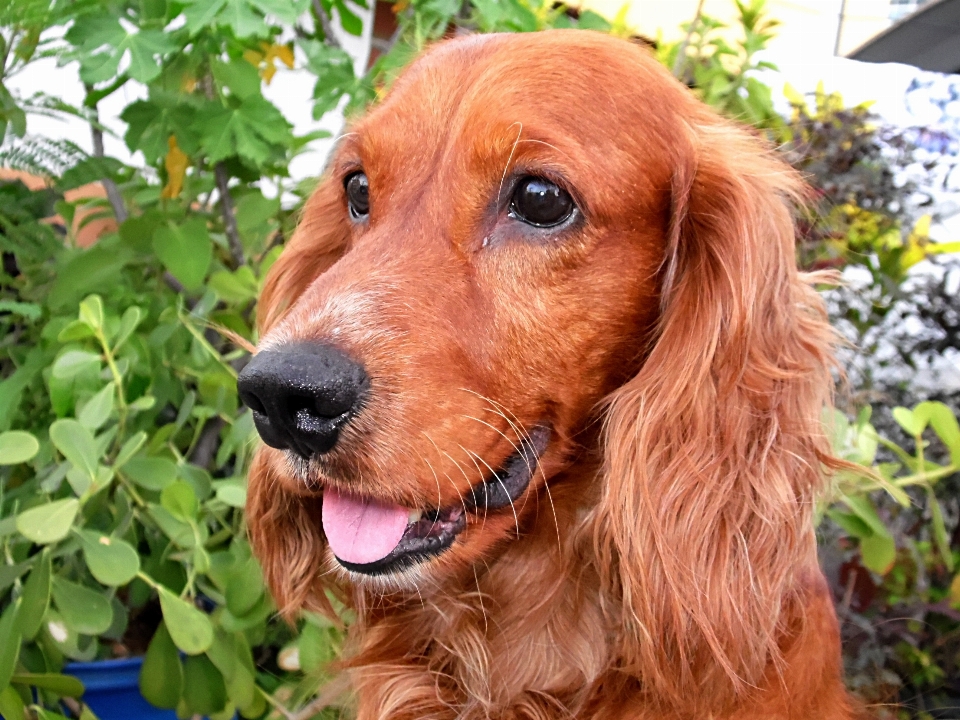 Anjing mamalia cocker spaniel
 amerika