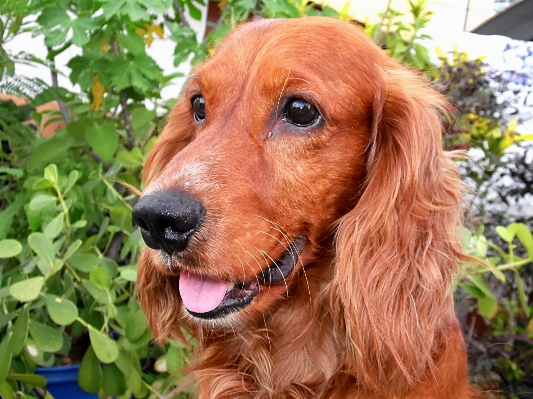 Foto Cane mammifero segugio cocker spaniel
