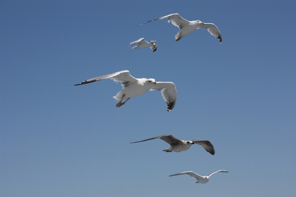 Ocean bird wing sky Photo