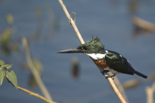 Nature branch bird animal Photo