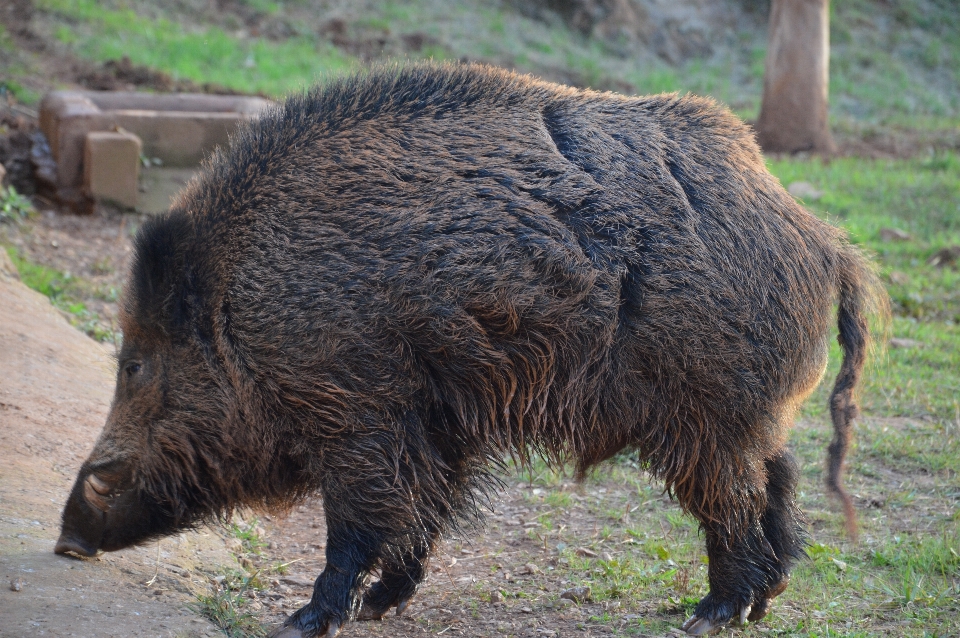 Faune sauvage pâturage
 mammifère