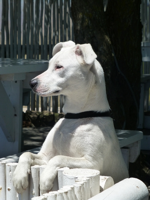 Blanco perro mamífero cabeza