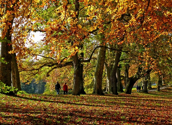 Foto Albero foresta ramo pianta