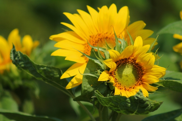 Photo Nature fleurir usine champ