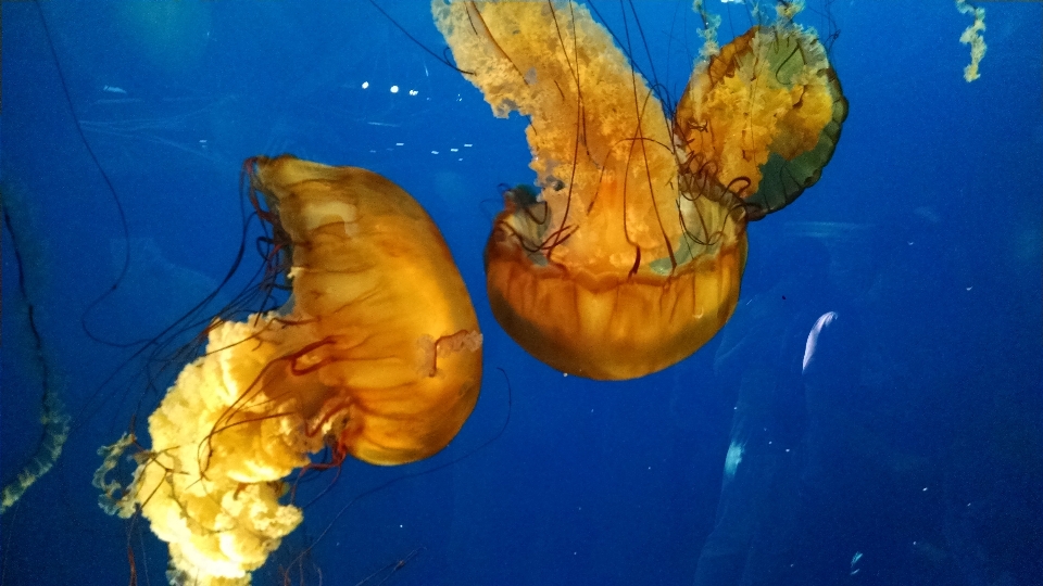 Underwater biology jellyfish marina