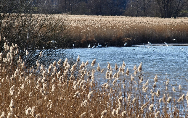 Tree water nature grass Photo