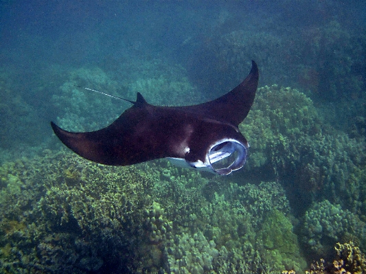 Ray wild underwater tropical Photo