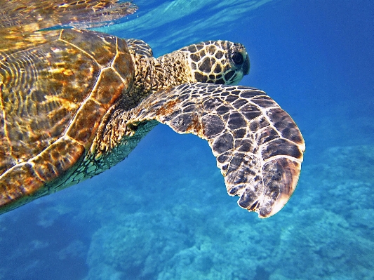 Sea underwater tropical biology Photo