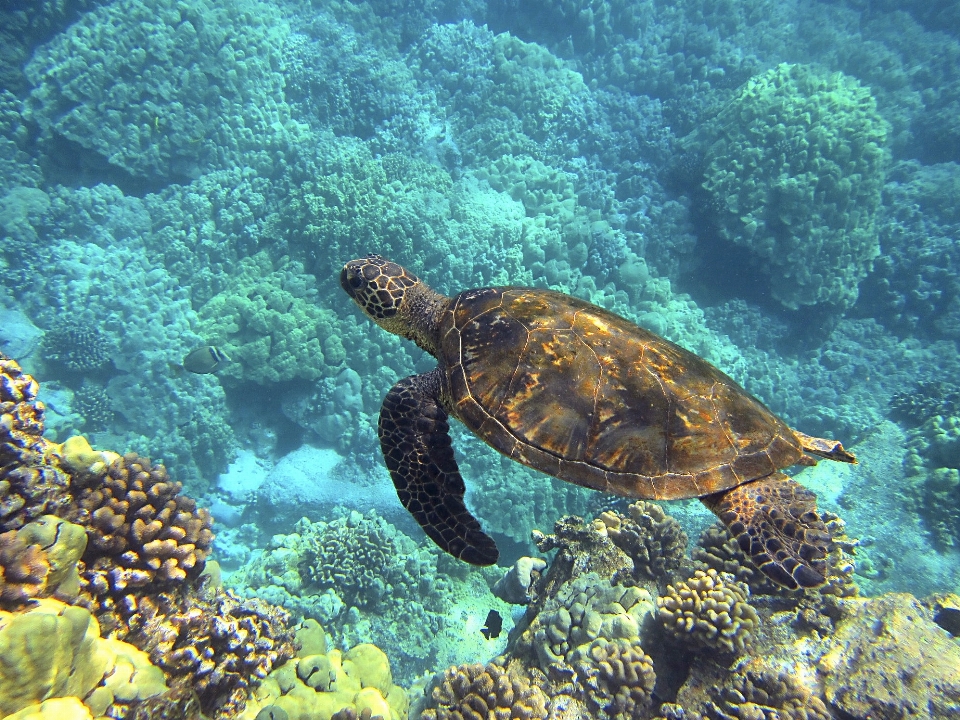 Laut bawah air tropis biologi