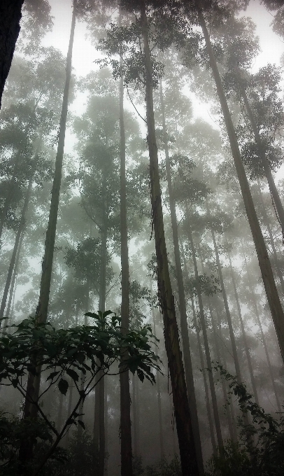 Landscape tree nature forest