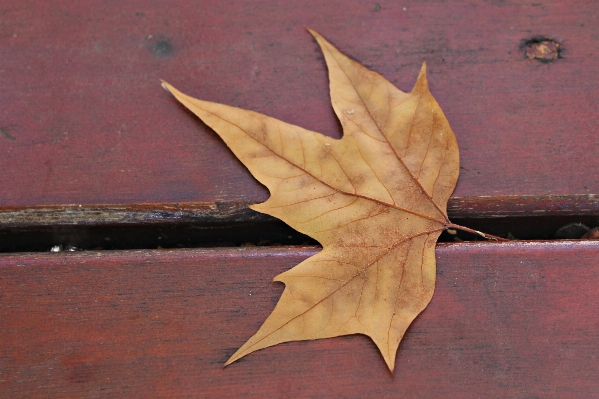 Tree plant wood leaf Photo