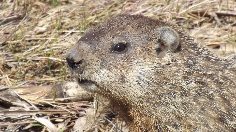 Animale animali selvatici mammifero scoiattolo