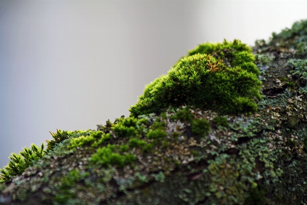 Tree forest grass branch Photo