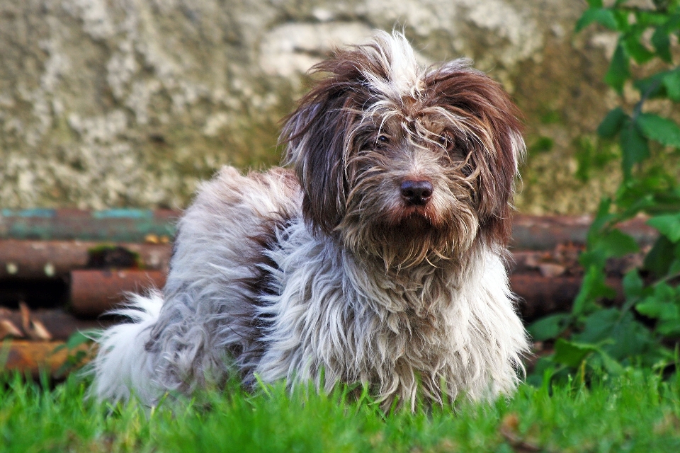 çimen saç görüş köpek