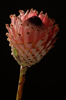 Light plant photography flower Photo