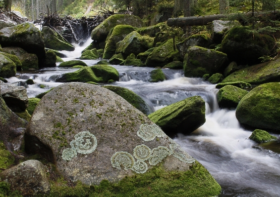 Landscape water nature forest Photo