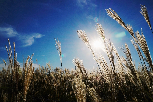 Ağaç doğa çimen ufuk Fotoğraf