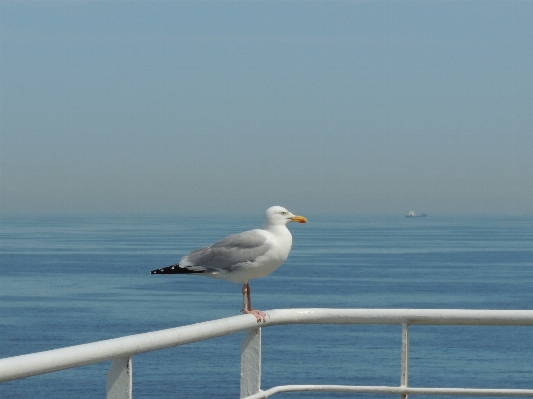 Sea coast water nature Photo