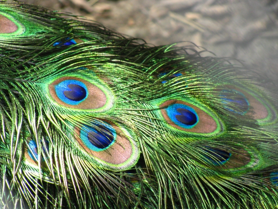 Burung sayap dekorasi pola