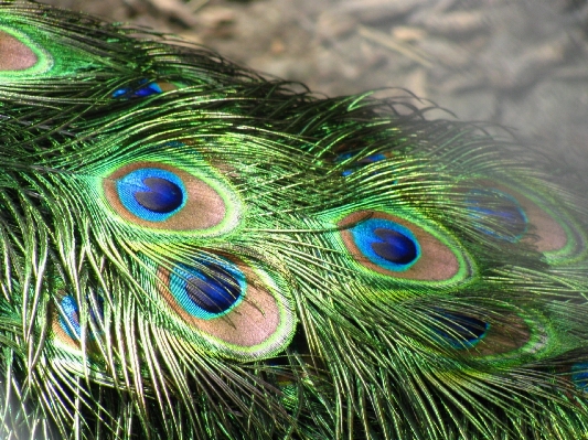 Foto Burung sayap dekorasi pola