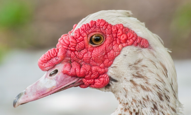 Bird farm portrait red Photo