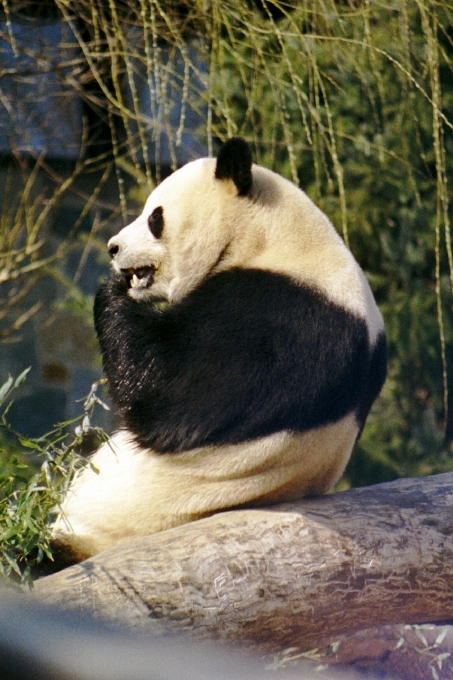 Biały niedźwiedź dzikiej przyrody ogród zoologiczny