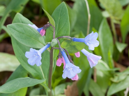 Foto Fiore pianta floreale erba