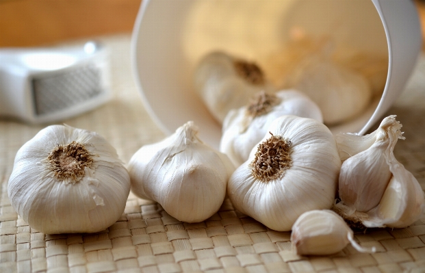 Plant white food garlic Photo