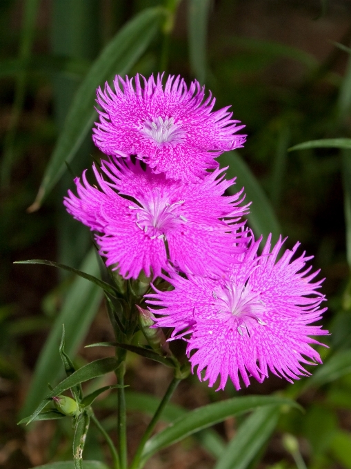 Erba pianta fiore petalo