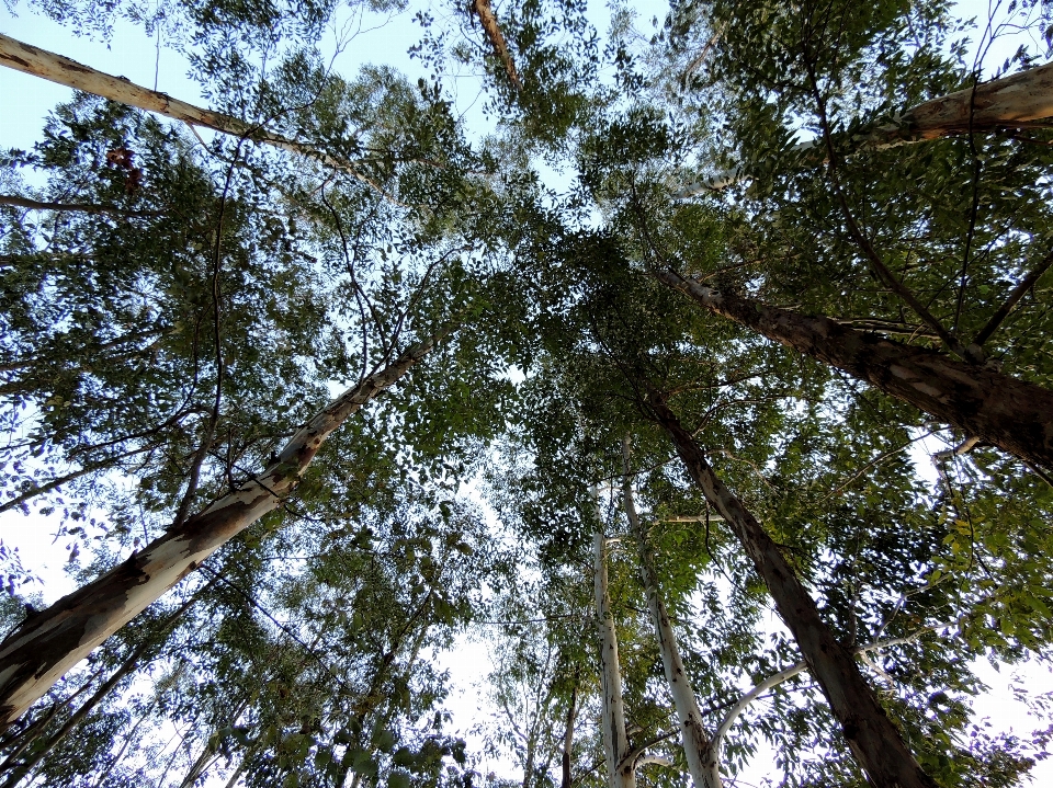 Tree nature forest branch